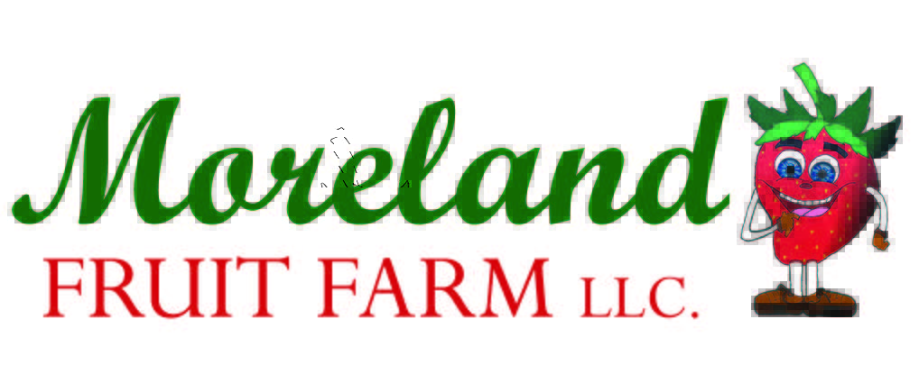 Moreland Spotlight logo