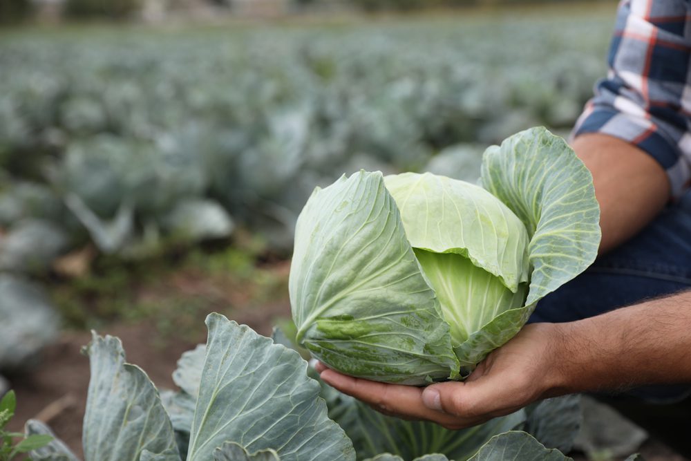 produce-auction-ohio