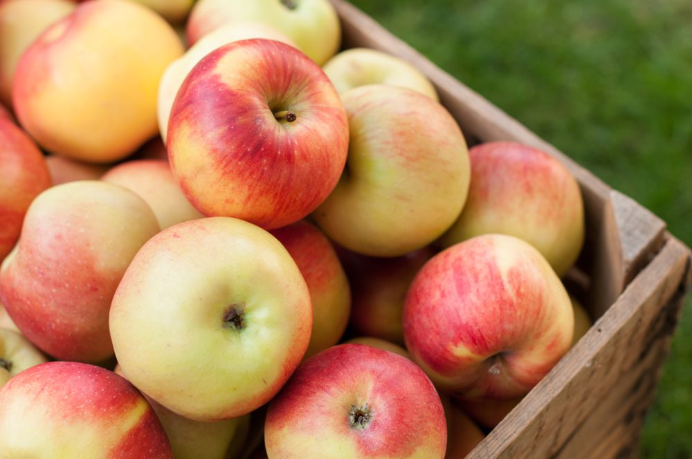 west-salem-ohio-produce-auction west-salem-ohio-produce-auction