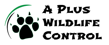 A-Plus-Wildlife-Logo