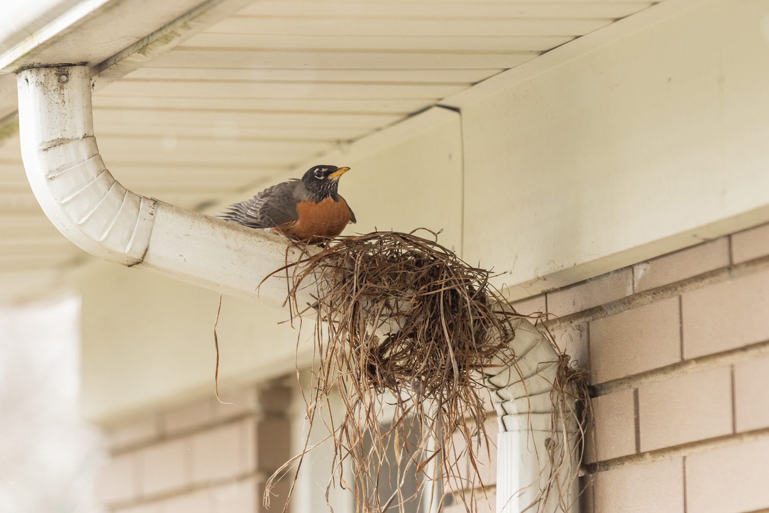 animal-waste-removal-akron