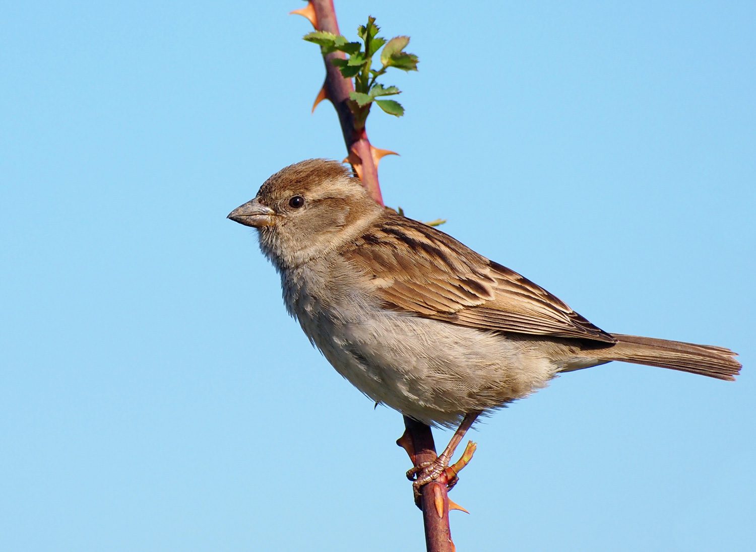 bird control fresno