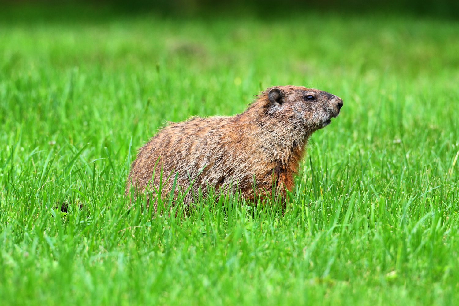 groundhog-removal-akron