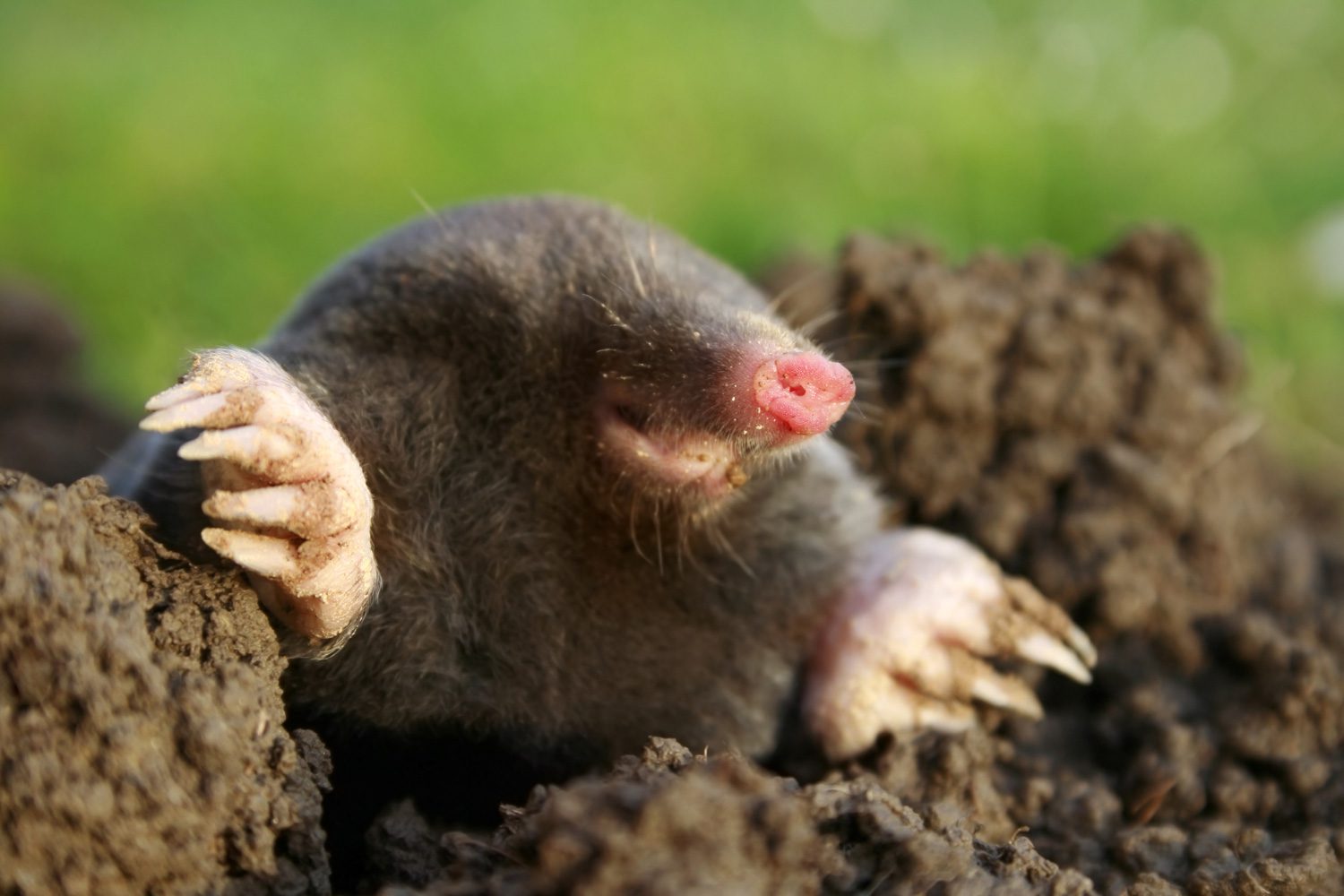 mole-trapping-akron