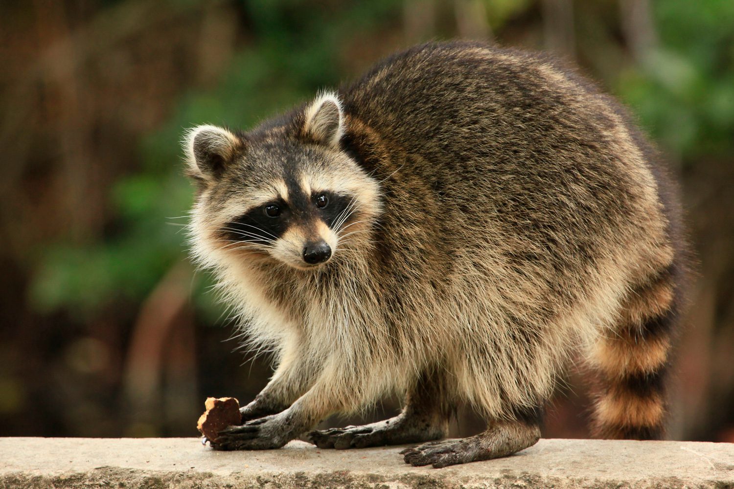 raccoon-removal-akron