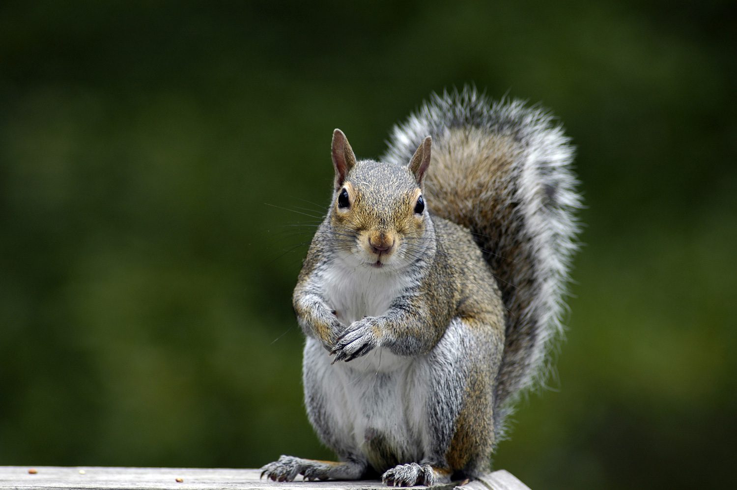 squirrel-removal-akron