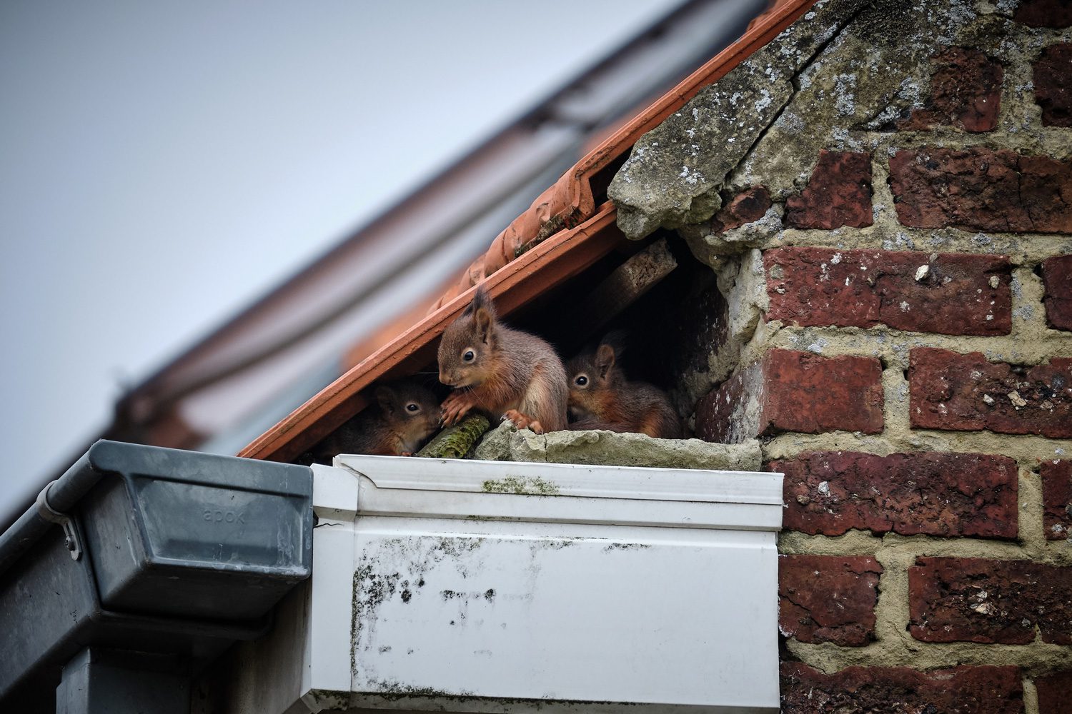 wildlife-damage-prevention-akron wildlife-damage-prevention-akron