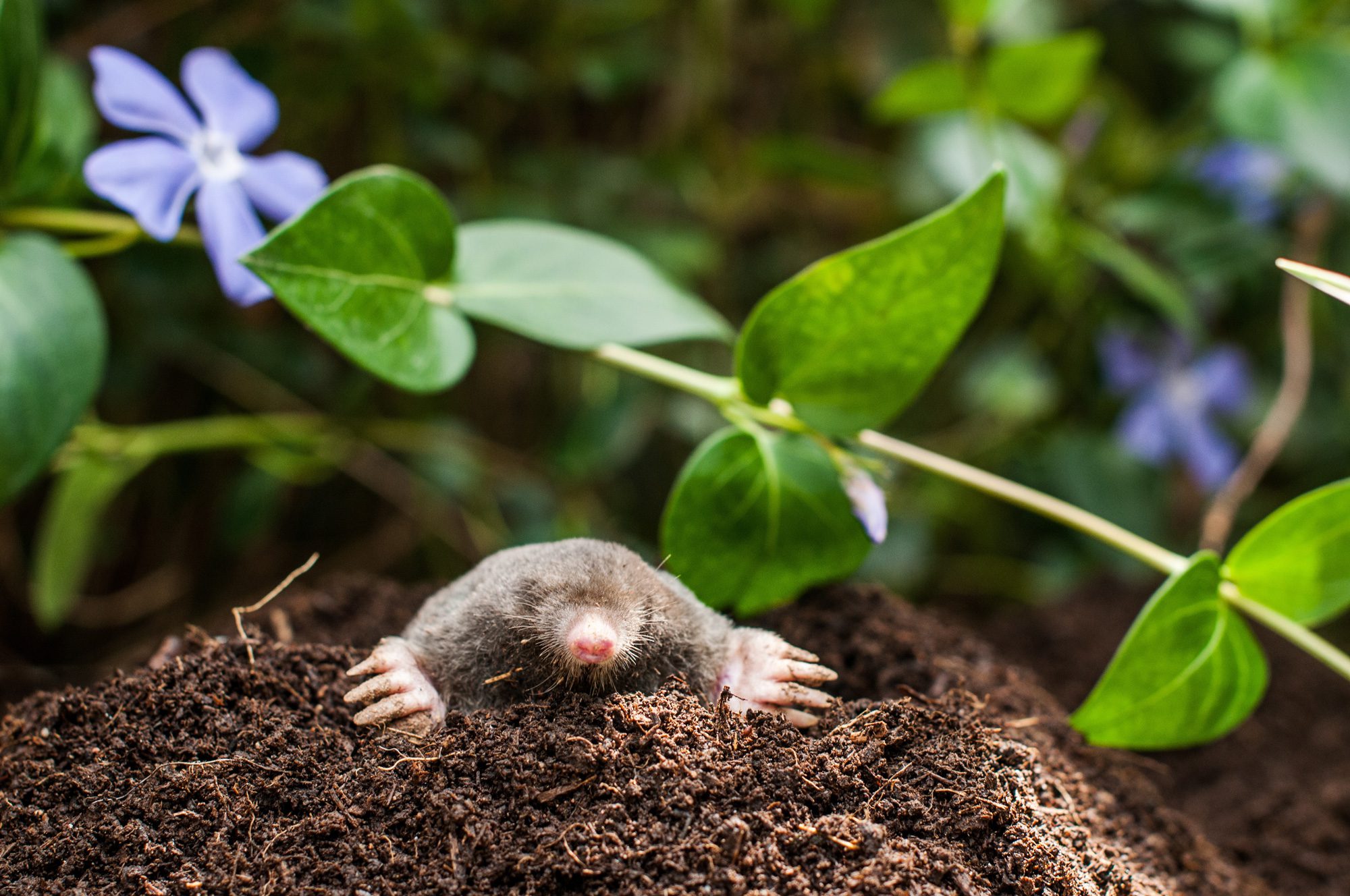 mole-removal-akron mole-removal-akron