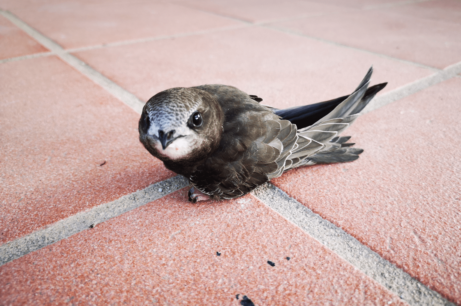 bird-control-akron