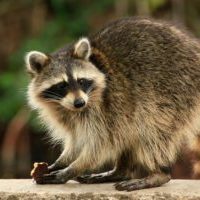 raccoon-removal-akron