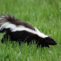 skunk-removal-akron